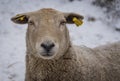 Sheep standing in snow