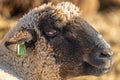 a sheep is standing in the tall dry grass field at the park Royalty Free Stock Photo