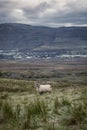 A sheep standing on top of a dry grass field in Scotland Royalty Free Stock Photo