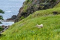 Sheep on lush green hillside - Green Gardens Trail, Gros Morne, Newfoundland, Canada