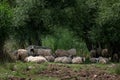 Sheep Standing Under A Tree. Sheep flock rests in a tree shade
