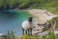 Sheep standing up the hill overlooking the beach Royalty Free Stock Photo