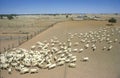 Sheep station in drought conditions.