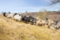 Sheep on a steep hill Royalty Free Stock Photo