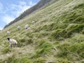 Sheep on steep hillside