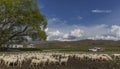 Sheep in Stockyards, Otago, New Zealand Royalty Free Stock Photo