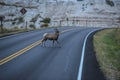 Sheep on the Street