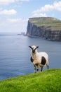 Sheep on Streymoy Island, Faroe Islands Royalty Free Stock Photo