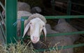 Sheep stuck head in fence Royalty Free Stock Photo