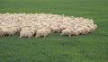 Sheep Royalty Free Stock Photo