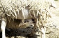 Sheep sucking mother Royalty Free Stock Photo