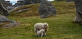 Sheep suckling her daughter in the beautiful green field of Elephant Rocks on a sunny day, New Zealand