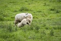 Sheep and Suckling Lamb Royalty Free Stock Photo