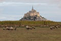 Sheep suffolk with black head and the Mont Saint Michel Abbey in background