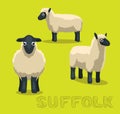 Sheep Suffolk Cartoon Vector Illustration