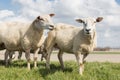 Sheep at sunny day in spring on top of a Dutch Royalty Free Stock Photo