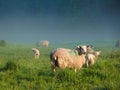 Sheep on a sunny misty morning.