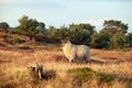 Sheep on sunny summer heathland