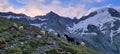 Sheep at the sunrise grazing near the Furtschaglhaus Hut in the Zillertal Alps in Austria