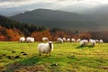 Sheep at sunset