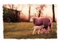 Sheep at sunset illustration