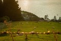 Sheep sunset