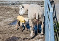 Sheep taking care to her just newborn lamb