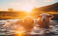 Sheep taking a relaxing dip in a water-filled puddle