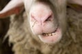 Sheep teeth