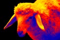 Sheep thermal imager
