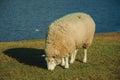 Sheep with a thick layer of wool grazing on lawn