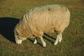 Sheep with a thick layer of wool grazing on lawn