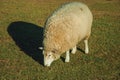 Sheep with a thick layer of wool grazing on lawn