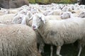 Sheep with thick white fur in a herd with lots of sheep