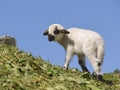 Sheep of Thones et Marthod Royalty Free Stock Photo