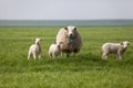 Sheep with three lambs in the field Royalty Free Stock Photo