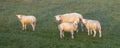 Sheep and three lambs in green grassy meadow in warm early morning light Royalty Free Stock Photo