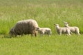 A sheep with three lambs on a meadow Royalty Free Stock Photo