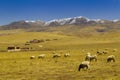 Sheep in tibet snow mountain