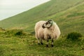 Sheep at the top of Caherconree on the Dingle Peninsula in County Kerry, the second-highest peak of the Slieve Mish Mountains. Royalty Free Stock Photo