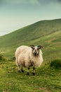 Sheep at the top of Caherconree on the Dingle Peninsula in County Kerry, the second-highest peak of the Slieve Mish Mountains. Royalty Free Stock Photo