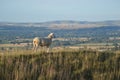 Sheep on top of a hill overlooking Wiltshire