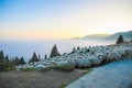 Sheep on top of the mountain Royalty Free Stock Photo