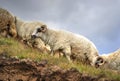 Sheep on top of mountains Royalty Free Stock Photo