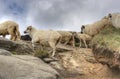 Sheep on top of mountains Royalty Free Stock Photo