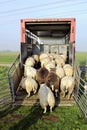 Sheep transport Royalty Free Stock Photo