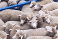 Sheep transportation, sheep on the truck transport. Sheep tightly packed together on a transporter Royalty Free Stock Photo