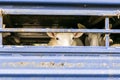 Sheep in transportation truck Royalty Free Stock Photo