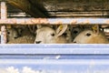 Sheep in transportation truck Royalty Free Stock Photo