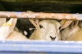 Sheep in transportation truck Royalty Free Stock Photo
